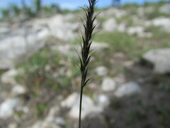 Muhlenbergia phleoides