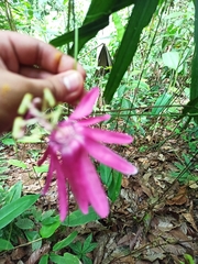 Passiflora eggersii