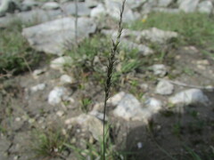Muhlenbergia phleoides