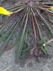Camissoniopsis