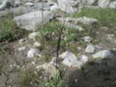 Muhlenbergia phleoides