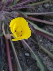 Camissoniopsis