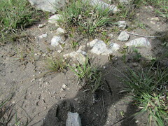 Muhlenbergia phleoides
