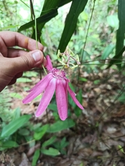 Passiflora eggersii