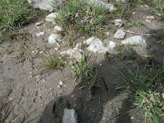 Muhlenbergia phleoides