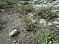 Muhlenbergia phleoides