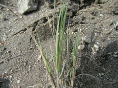 Muhlenbergia phleoides