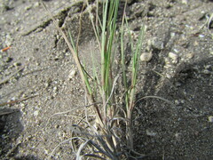 Muhlenbergia phleoides