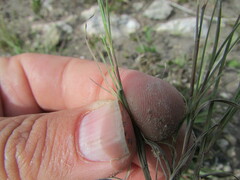 Muhlenbergia phleoides