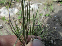 Muhlenbergia phleoides