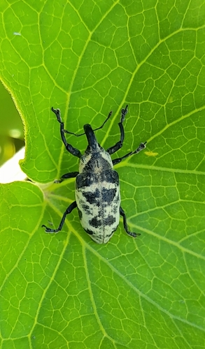 Ileomus