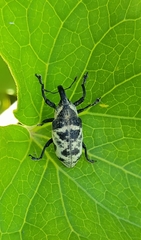 Ileomus mucoreus