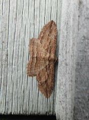 Austrocidaria gobiata