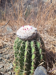 Melocactus curvispinus