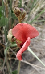 Macroptilium lathyroides