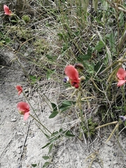 Macroptilium lathyroides