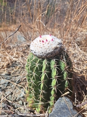 Melocactus curvispinus