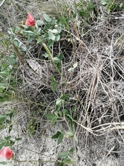 Macroptilium lathyroides