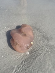 Aplidium stellatum