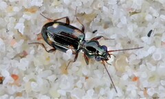 Bembidion quadrimaculatum