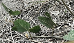 Macroptilium lathyroides