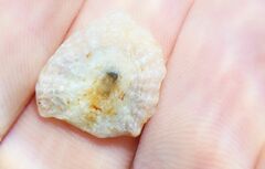 Patella ulyssiponensis