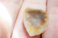 Patella ulyssiponensis