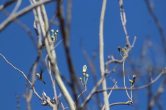 Ipomoea arborescens