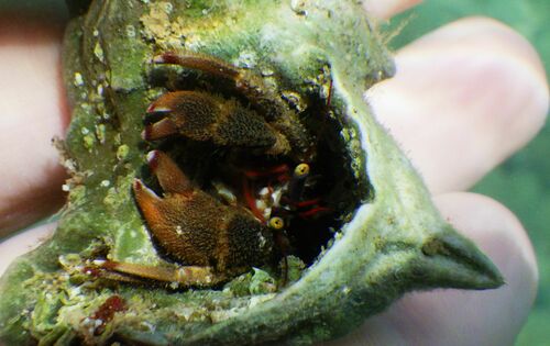 Paguristes streaensis