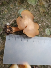 Clitocybe albirhiza