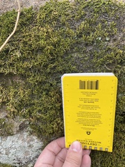 Porella platyphylla