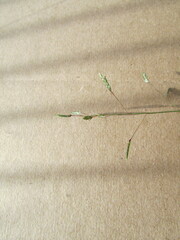 Eragrostis swallenii