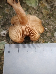 Clitocybe albirhiza