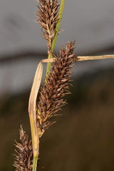 Carex hookeri