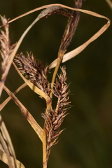 Carex hookeri