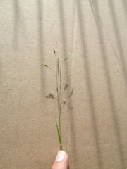Eragrostis swallenii