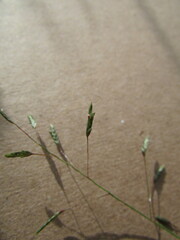 Eragrostis swallenii