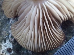 Clitocybe albirhiza