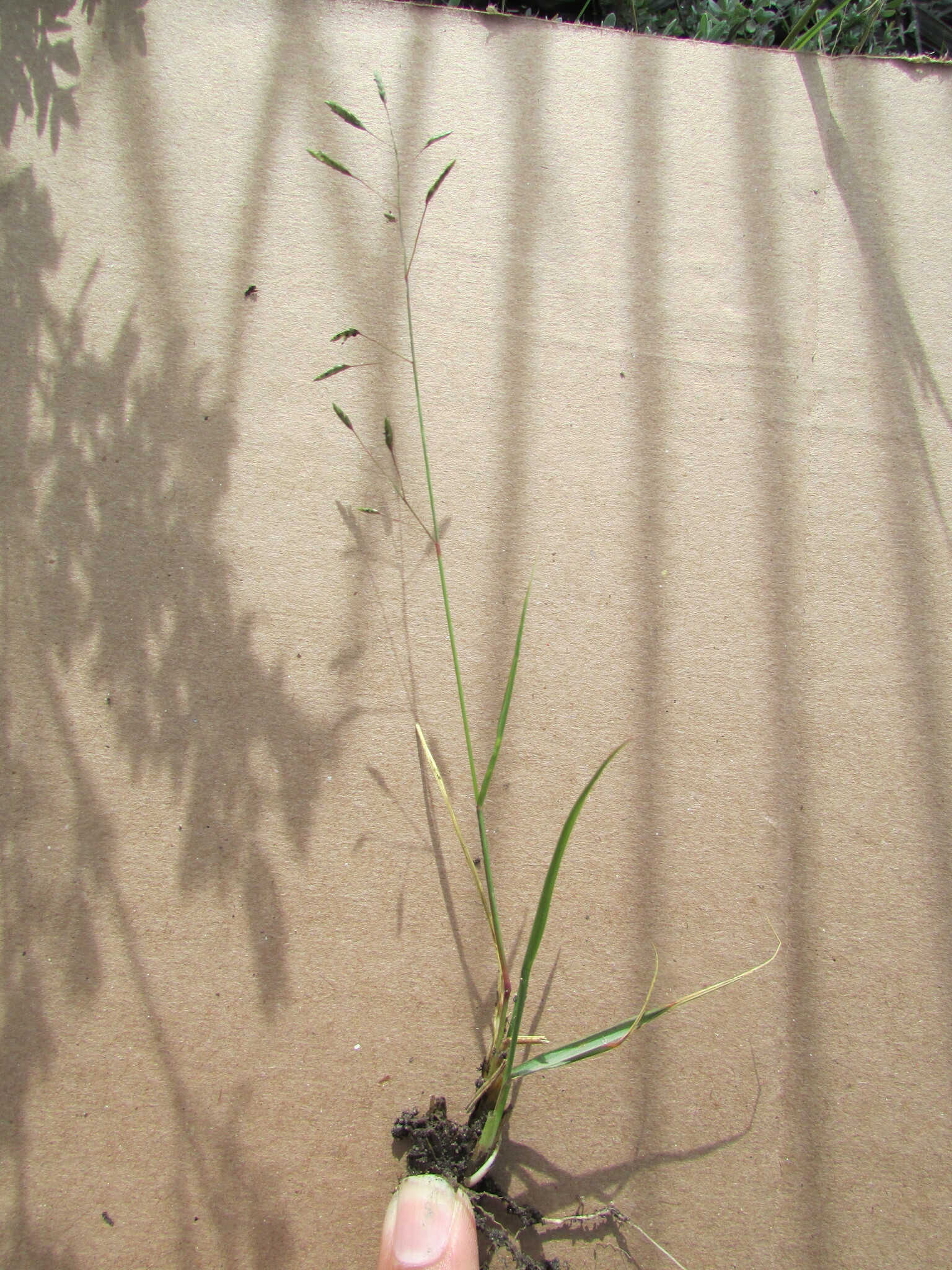 Eragrostis swallenii