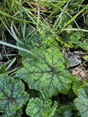 Tellima grandiflora