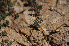 Dorycnopsis abyssinica