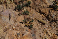 Dorycnopsis abyssinica
