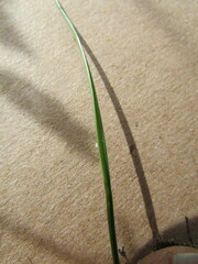 Eragrostis swallenii