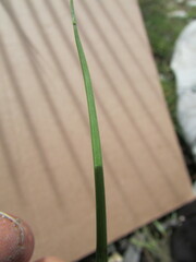Eragrostis swallenii