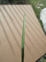 Eragrostis swallenii