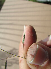 Eragrostis swallenii