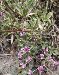Alternanthera porrigens