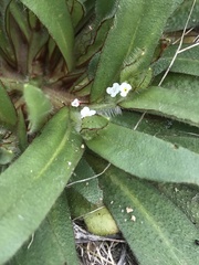 Plagiobothrys arizonicus