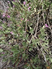 Alternanthera porrigens