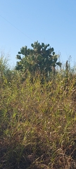 Opuntia megapotamica
